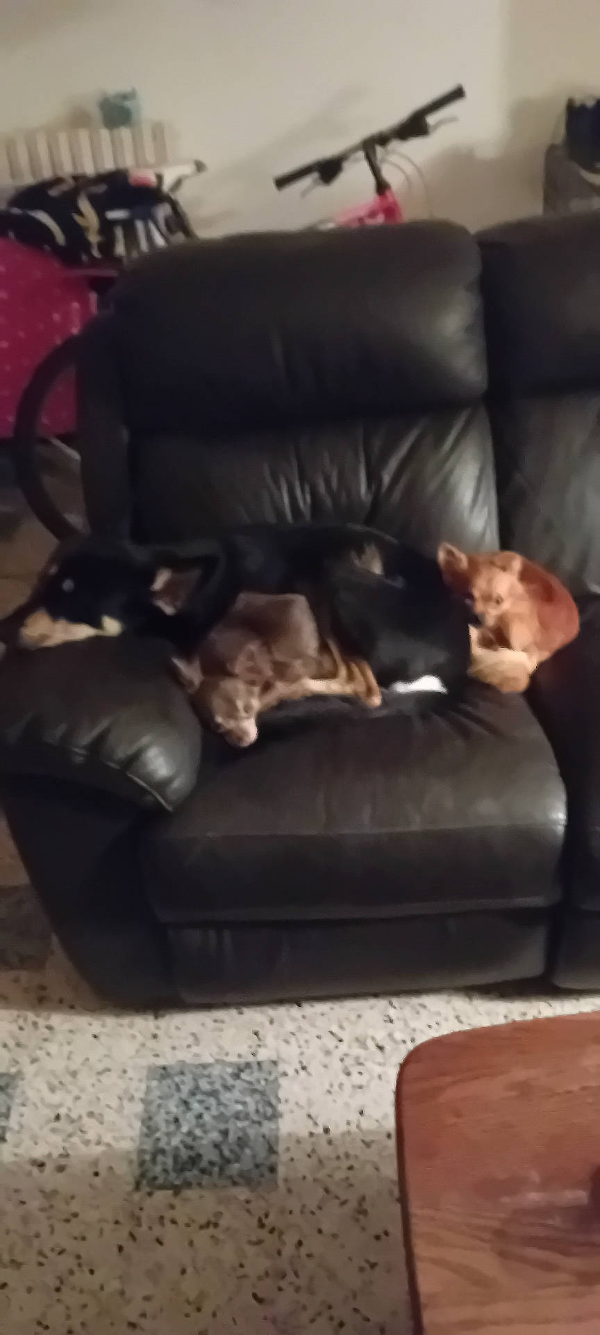 Titan a rejoint le concours — aidez-le/la à gagner de superbes lots ! animal, architecture, armchair, building, canine, cat, chair, couch, cushion, dog, furniture, homedecor, hound, indoors, interiordesign, livingroom, pet, pointer, puppy, room