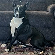 Shooter is registered to the contest to win money with this photo: animal, black_and_white, canine, carpet, companion, couch, dog, ears, fur, furniture, home, indoor, mammal, paws, pet, portrait, quiet, relaxed, resting, sitting