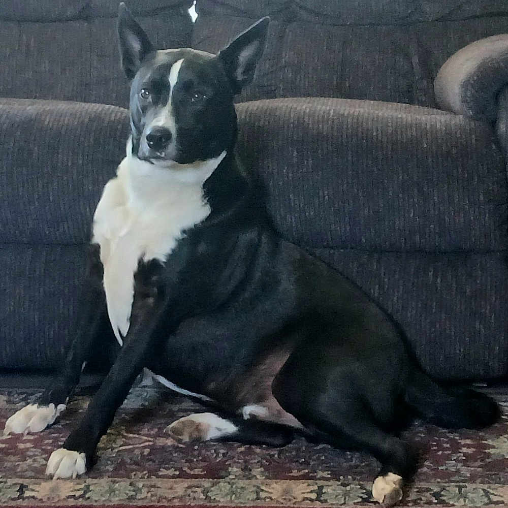 Shooter is registered to the contest to win money with this photo: animal, black_and_white, canine, carpet, companion, couch, dog, ears, fur, furniture, home, indoor, mammal, paws, pet, portrait, quiet, relaxed, resting, sitting