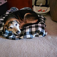 Joey joined the competition — help win amazing prizes! dog, blanket, pet_bed, toy, floor, carpet, indoor, furniture, wooden_cabinet, black_and_white, curled_up, looking_up, cozy, animal, domestic, resting, comfortable, home, canine, sleeping_area