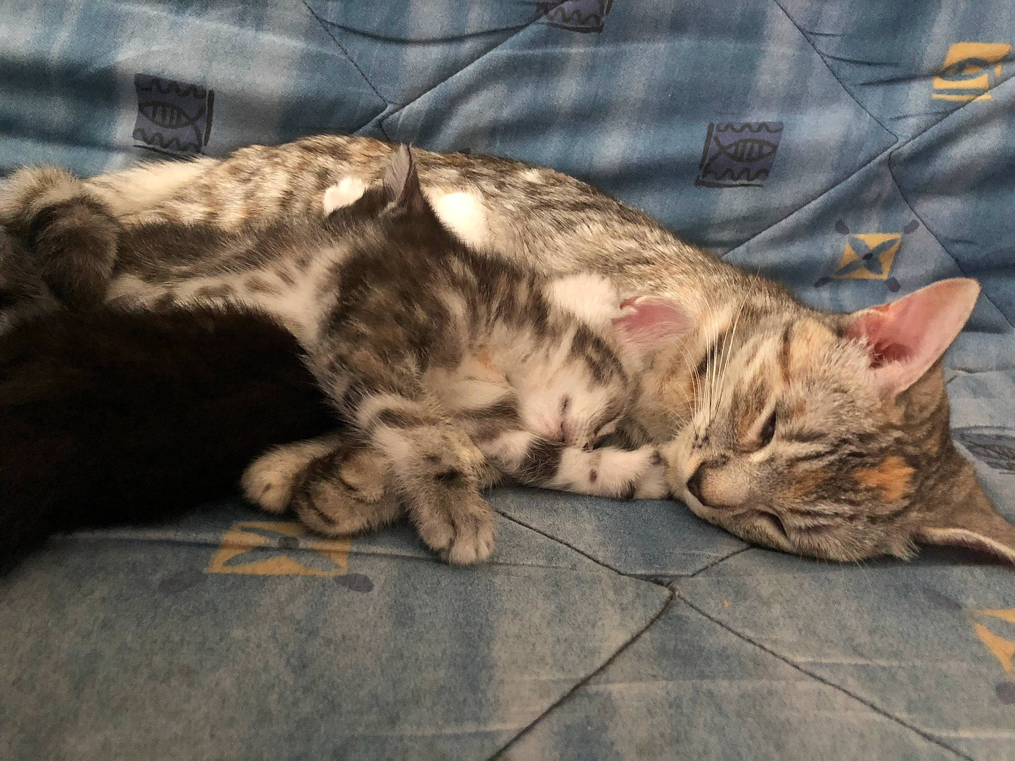 Tia a rejoint le concours — aidez-le/la à gagner de superbes lots ! carnivore, cat, claw, comfort, domestic_short_haired_cat, felidae, fur, nap, paw, sleep, small_to_medium_sized_cats, tail, whiskers, wildlife