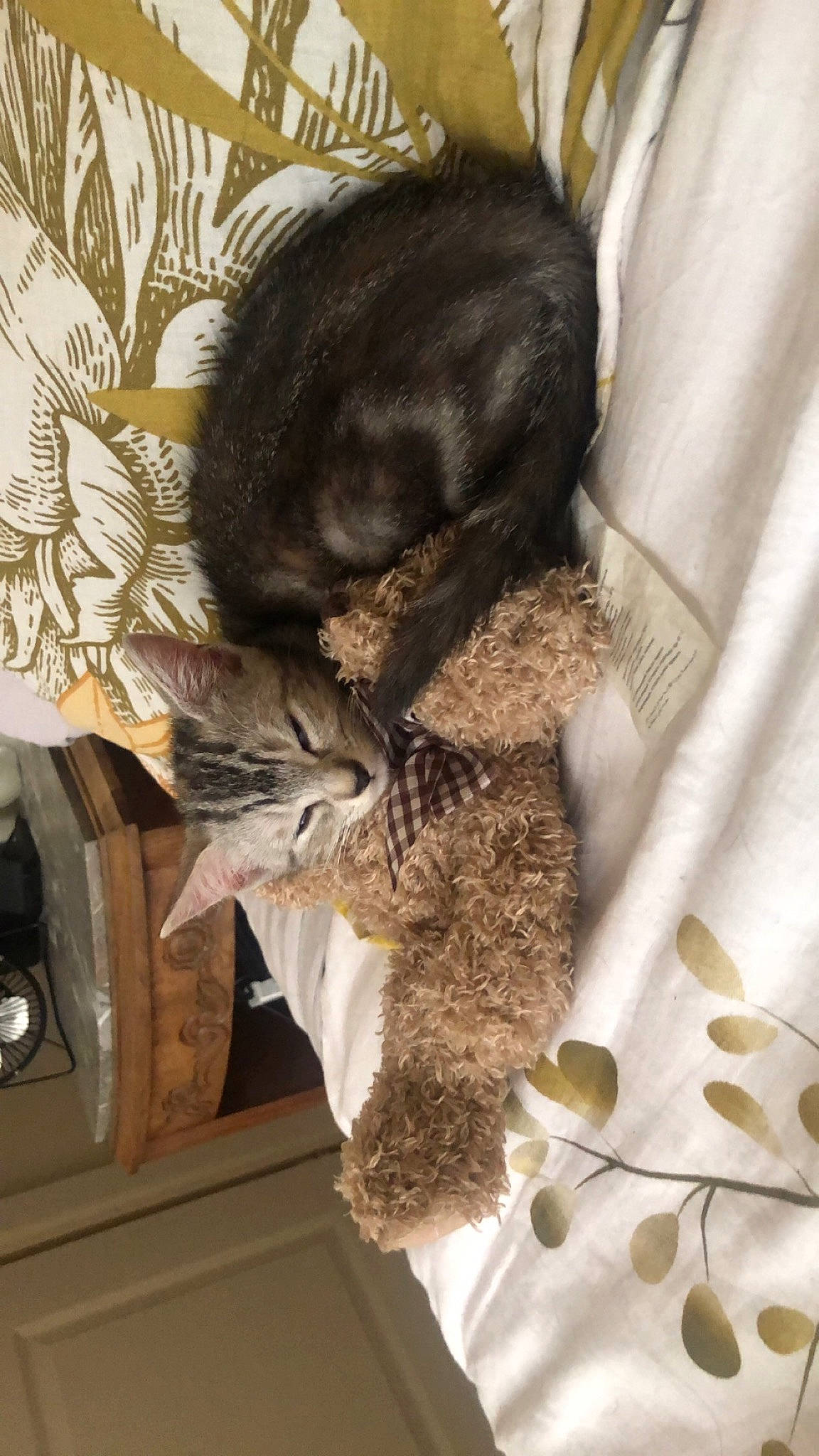 Tia participe au concours pour gagner de l'argent avec cette photo : black_cat, canidae, carnivore, cat, cat_supply, claw, comfort, dog_breed, domestic_short_haired_cat, felidae, fur, linens, natural_material, room, small_to_medium_sized_cats, sporting_group, tail, textile, toy, whiskers