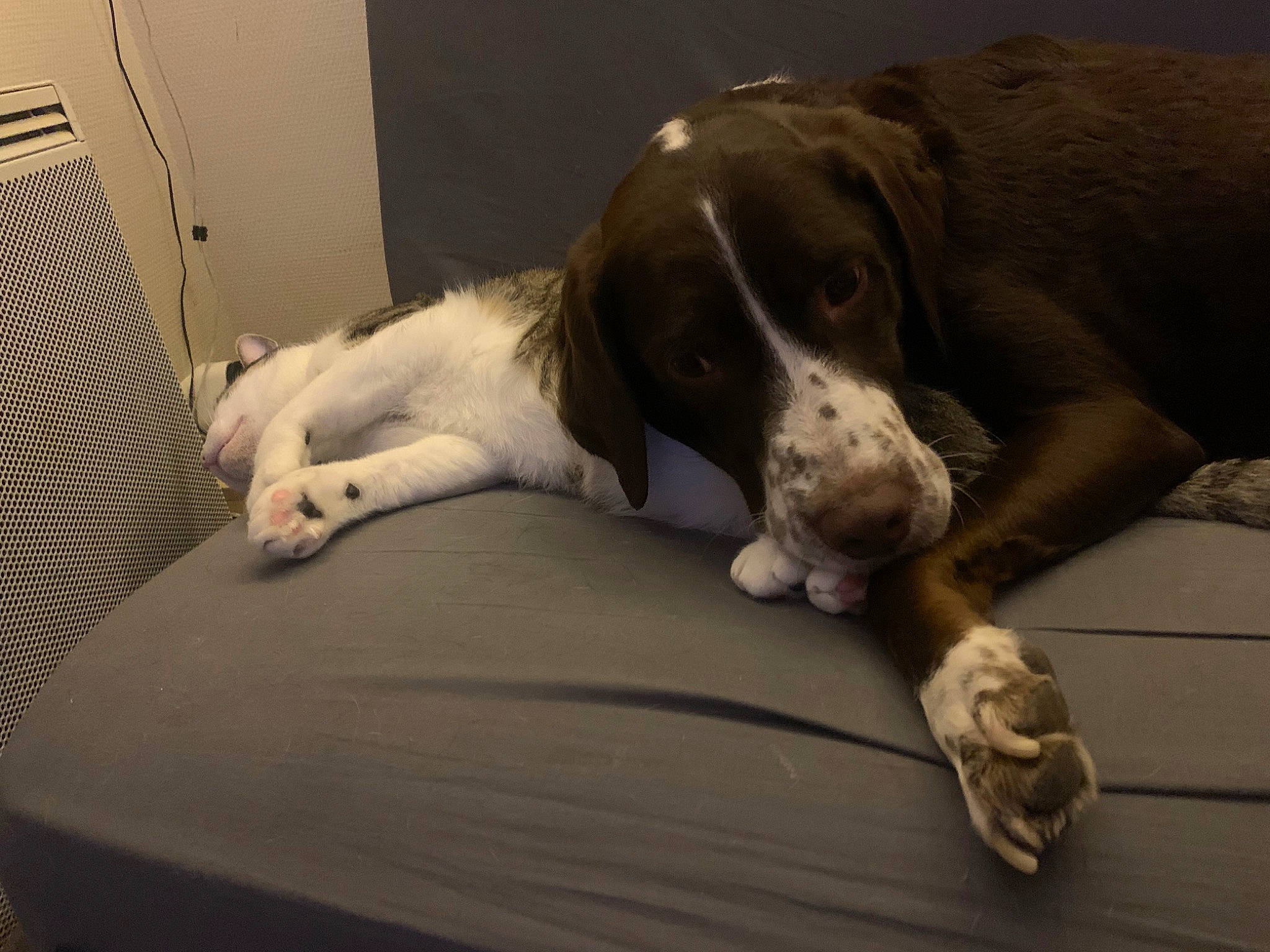 Paddle participe au concours pour gagner de l'argent avec cette photo : ball, bored, canidae, carnivore, comfort, companion_dog, dog, dog_breed, fawn, flooring, foot, fur, great_dane, hardwood, liver, non_sporting_group, sporting_group, tail, terrestrial_animal, working_animal