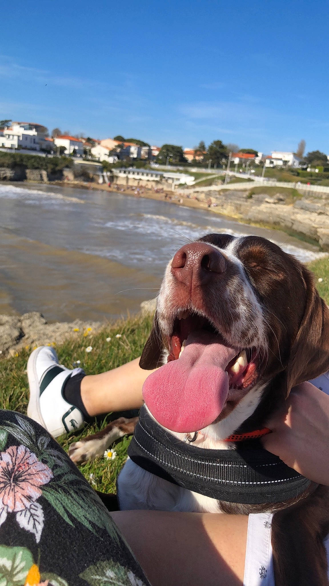 Paddle a rejoint le concours — aidez-le/la à gagner de superbes lots ! carnivore, cloud, companion_dog, dog, dog_breed, dog_collar, grass, happy, hound, lake, leisure, luggage_and_bags, plant, recreation, sitting, sky, snout, travel, tree, water