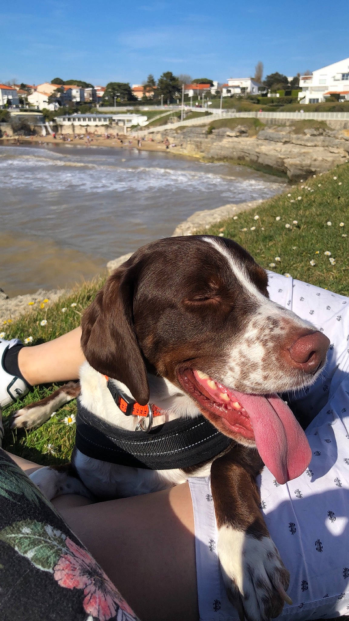 Paddle a rejoint le concours — aidez-le/la à gagner de superbes lots ! beach, canidae, carnivore, collar, companion_dog, dog, dog_breed, dog_collar, dog_supply, fawn, gun_dog, lake, liver, pet_supply, plant, sky, snout, sporting_group, water, working_animal