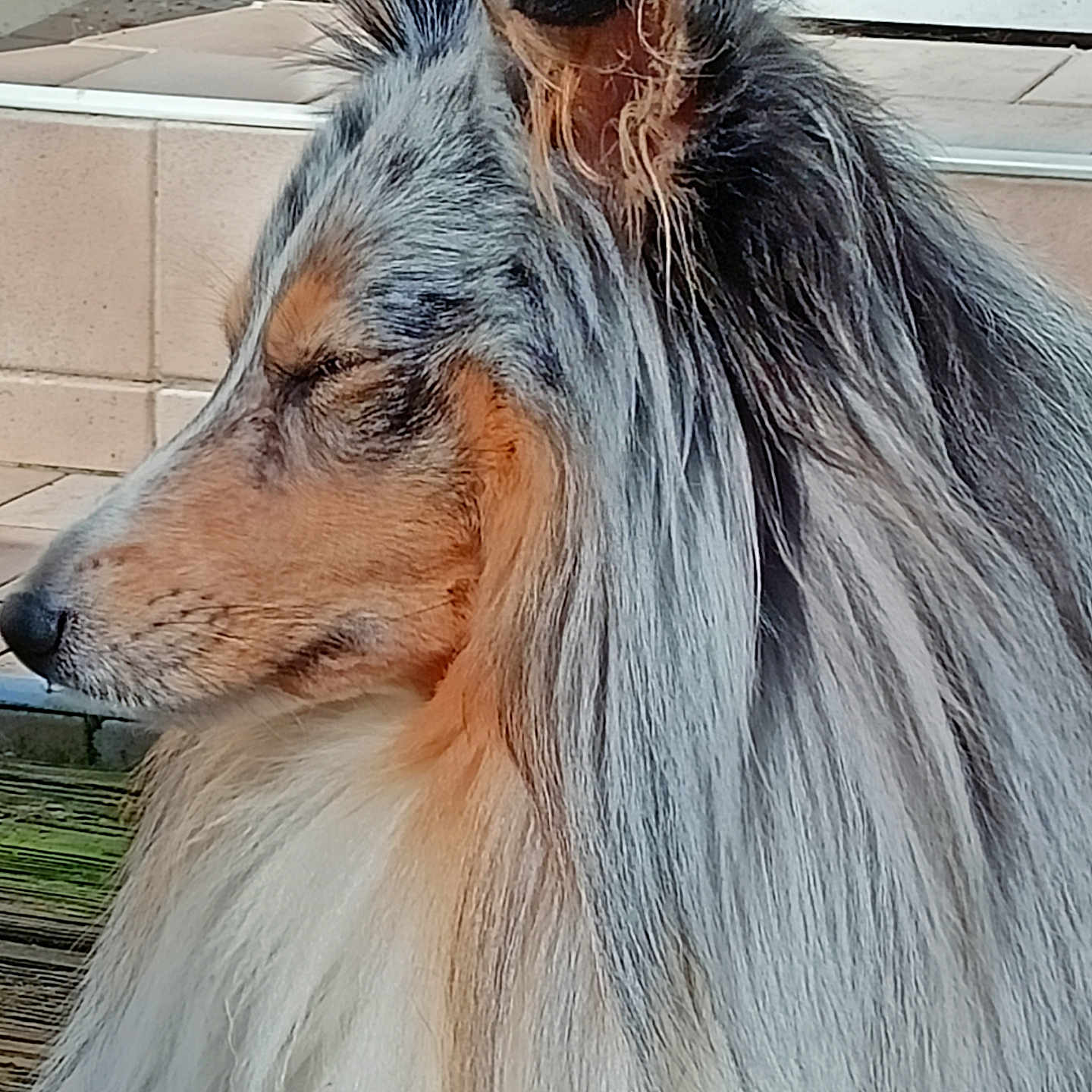 Ramsès a rejoint le concours — aidez-le/la à gagner de superbes lots ! animal, calm, canine, closed_eyes, companion, dog, domestic_animal, ears, fur, long_hair, muzzle, nose, outdoor, pet, portrait, shetland_sheepdog, side_profile, sitting, tile, wooden_floor