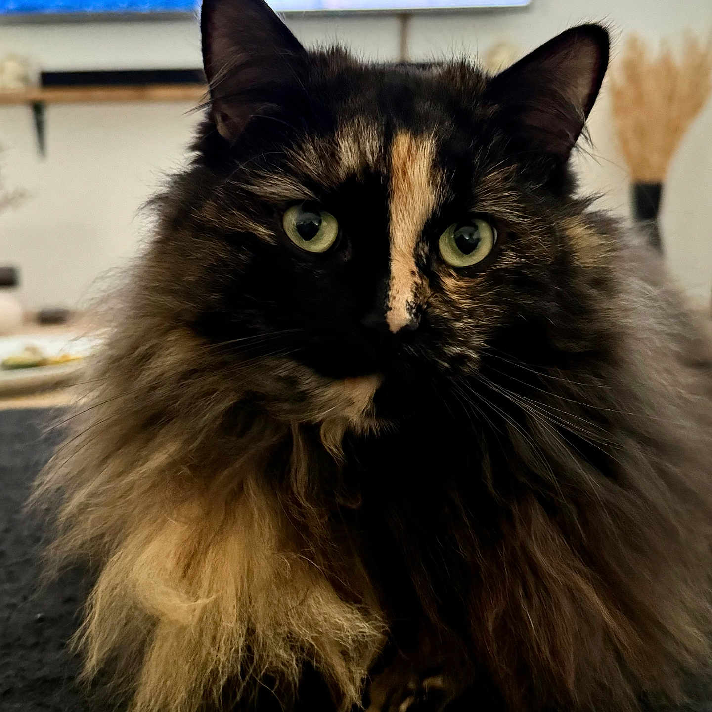 Mimine a rejoint le concours — aidez-le/la à gagner de superbes lots ! angora, animal, blackcat, brasssection, cat, computer, computerhardware, computerkeyboard, electronics, hardware, hardwood, kitten, laptop, manx, monitor, pc, pet, screen, tv, wood