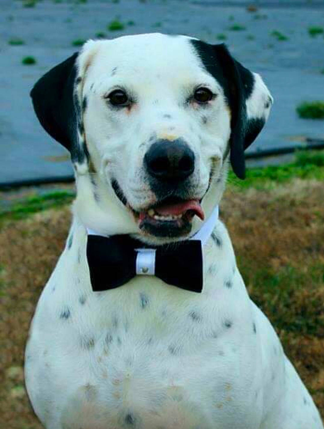 Marble is registered to the contest to win money with this photo: canidae, carnivore, collar, companion_dog, dog, dog_breed, dog_collar, dog_supply, fawn, grass, hunting_dog, leash, non_sporting_group, pet_supply, snout, sporting_group, water, whiskers, working_animal