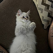 Sully is registered to the contest to win money with this photo: kitten, cat, fluffy, white_fur, big_eyes, whiskers, paws, lying_on_back, couch, sofa, decorative_pillow, indoor, pet, cozy, curious, portrait, soft_texture, relaxing, human_arm, tattoo