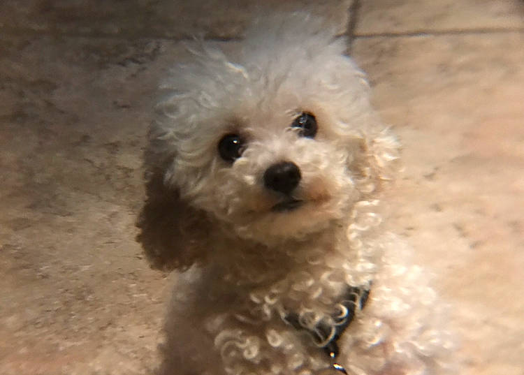 Moshie is registered to the contest to win money with this photo: bolognese, bolonka, canidae, carnivore, cockapoo, companion_dog, dog, dog_breed, maltepoo, mammal, miniature_poodle, non_sporting_group, poodle, poodle_crossbreed, puppy, schnoodle, snout, toy_poodle, vertebrate, water_dog