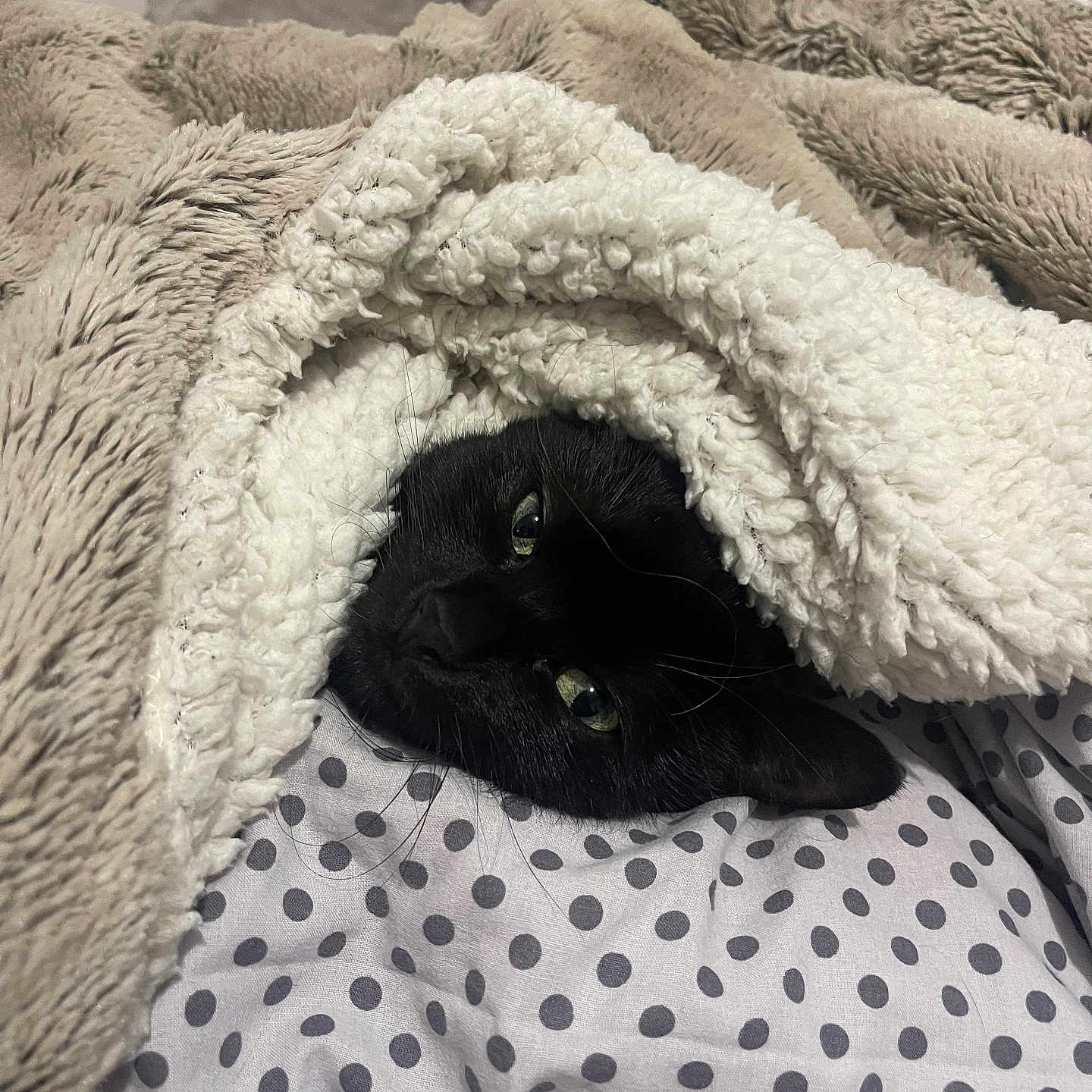 Tia participe au concours pour gagner de l'argent avec cette photo : animal, blanket, cat, kitten, pet, quilt
