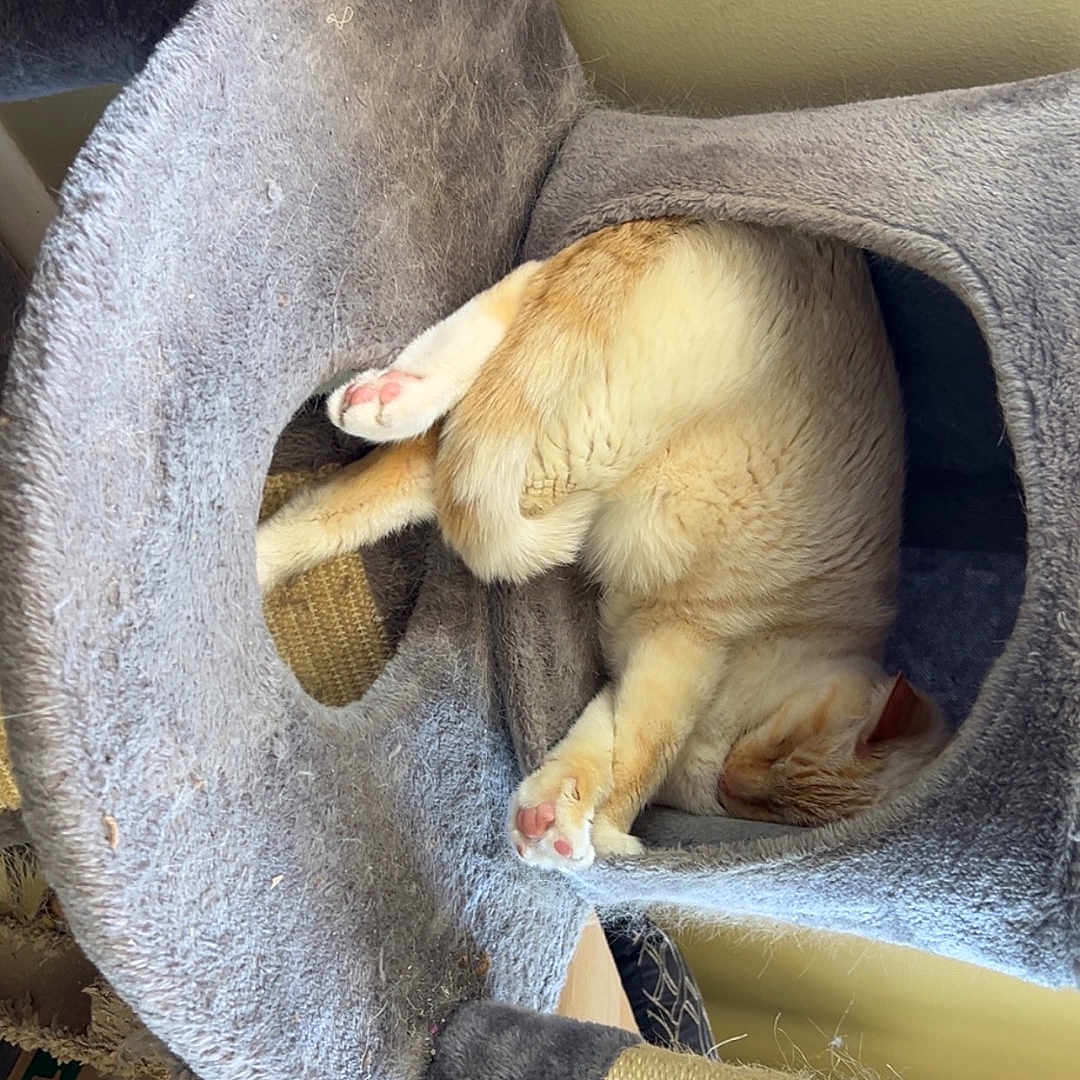 Som is registered to the contest to win money with this photo: animal, carnivore, cat, cat_tree, cozy, cute, feline, fur, furry, home, indoor, paws, pet, pink_paws, relaxing, resting, scratching_post, sleeping, soft, whiskers