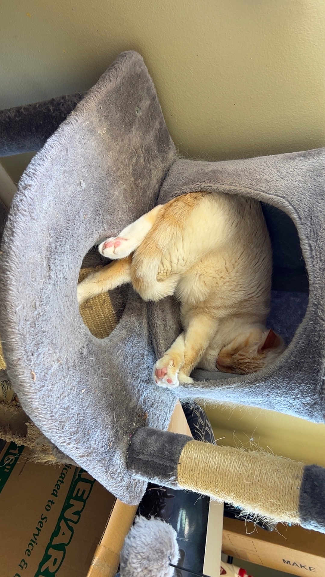 Som is registered to the contest to win money with this photo: cat, cat_tree, feline, sleeping, paws, indoor, pet, cozy, furry, resting, animal, cute, carnivore, whiskers, pink_paws, scratching_post, home, relaxing, soft, fur