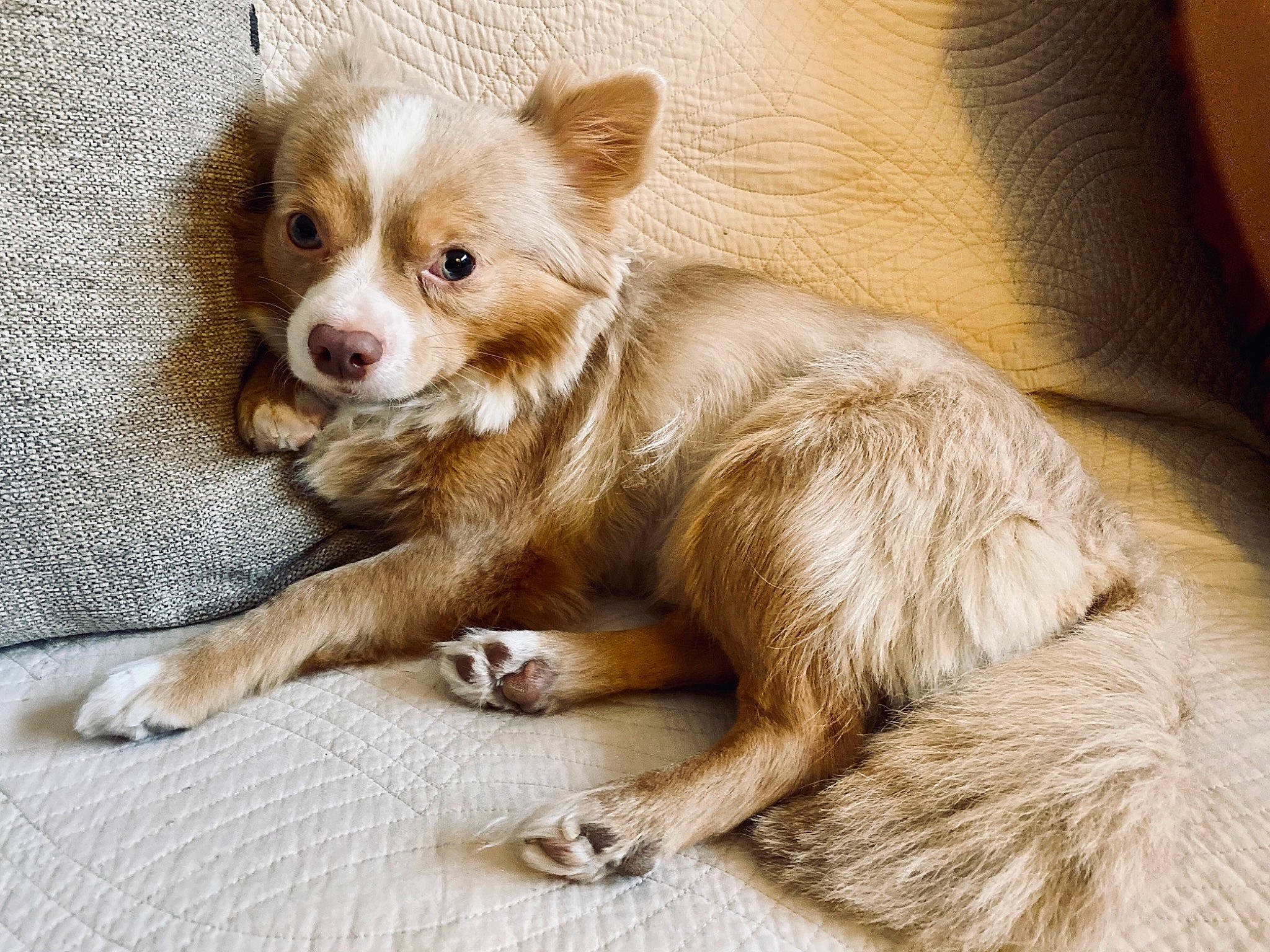 Apollo is registered to the contest to win money with this photo: beige, blond, brown, canidae, carnivore, comfort, companion_dog, dog, dog_breed, fawn, fur, liver, puppy, skin, snout, tan, terrestrial_animal, vertebrate, whiskers, working_animal