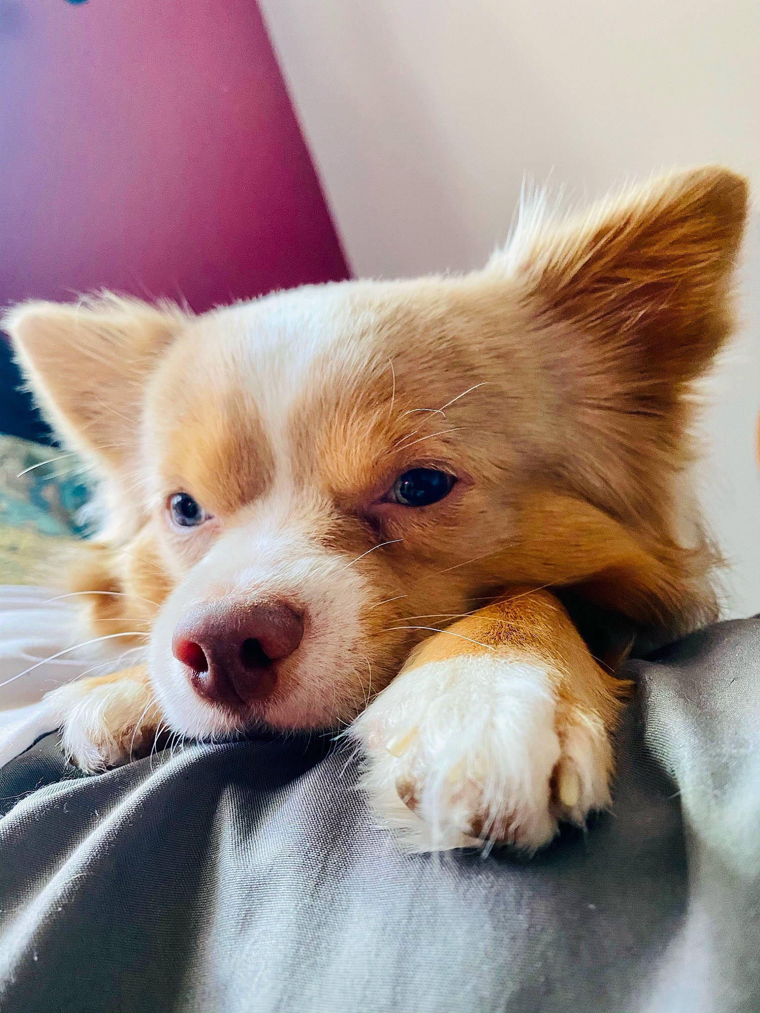 Apollo is registered to the contest to win money with this photo: blond, canidae, carnivore, companion_dog, dog, dog_breed, fawn, fur, liver, non_sporting_group, snout, sporting_group, whiskers, working_animal, working_dog