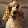 animal, canine, close_up, curly_ears, cute, dog, domestic_animal, face, fluffy, friendly, fur, happy, indoor, looking_at_camera, mammal, nose, pet, portrait, tongue_out, young_dog