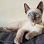 cat, siamese_cat, kitten, blue_eyes, collar, pet, animal, feline, fur, whiskers, paw, cute, indoor, resting, portrait, texture, fabric, wall, relaxed, young