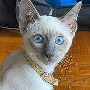 Ulyss participe au concours pour gagner de l'argent avec cette photo : cat, blue_eyes, collar, wooden_floor, shoes, shoe_rack, indoor, pet, curious, small, feline, animal, domestic, whiskers, ears, face, looking, sitting, floor, closeup