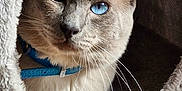 Ulyss participe au concours pour gagner de l'argent avec cette photo : cat, blue_eyes, pet, feline, cat_cave, cozy, fluffy, indoor, wooden_floor, plug, electrical_cord, curious, whiskers, collar, animal, close_up, portrait, resting, domestic, cute