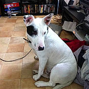 Drasco a rejoint le concours — aidez-le/la à gagner de superbes lots ! dog, white_dog, black_patch, indoor, tile_floor, sitting, pet, curious, shelving_unit, books, water_bottle, clutter, cables, electronics, home, collar, floor, side_view, animal, domestic