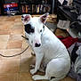 dog, white_dog, black_patch, indoor, tile_floor, sitting, pet, curious, shelving_unit, books, water_bottle, clutter, cables, electronics, home, collar, floor, side_view, animal, domestic