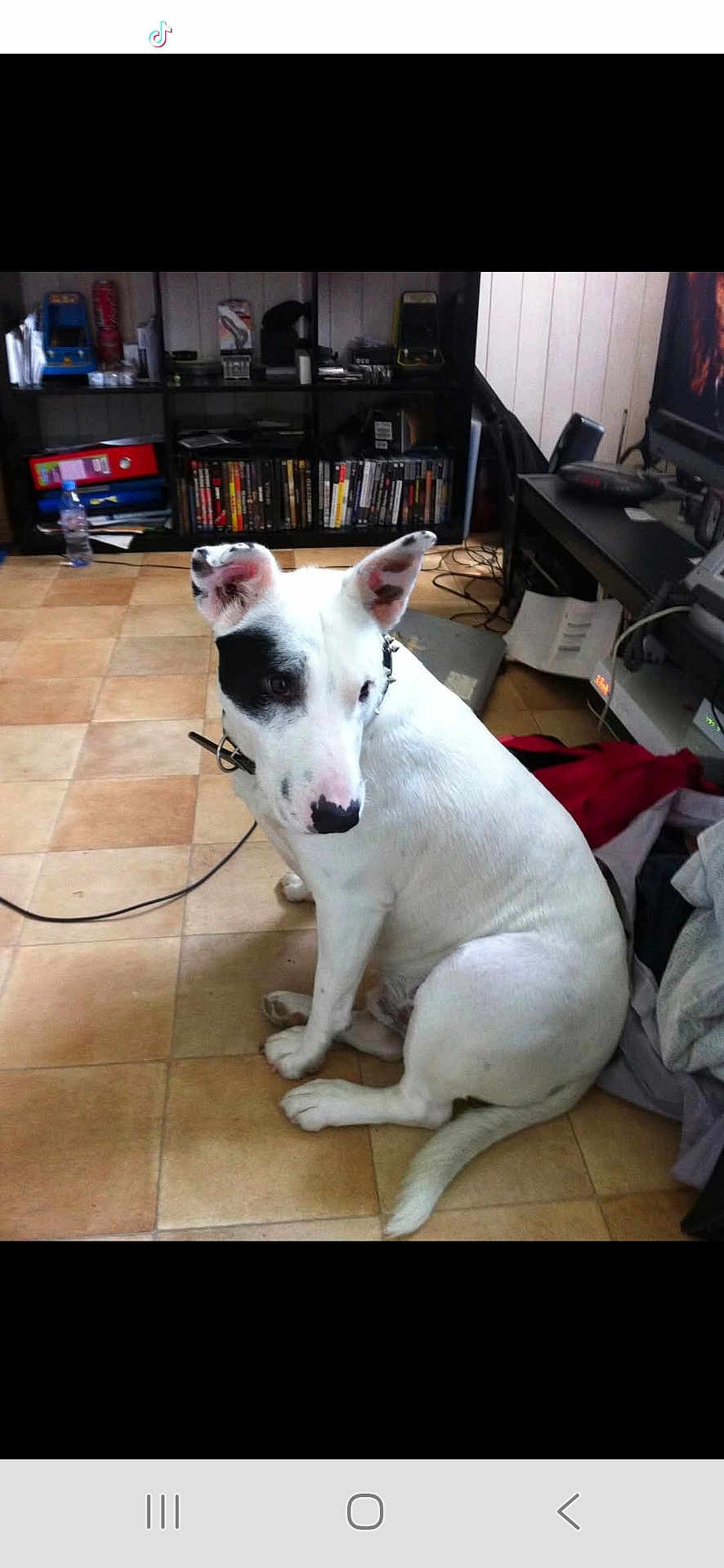 Drasco a rejoint le concours — aidez-le/la à gagner de superbes lots ! dog, white_dog, black_patch, indoor, tile_floor, sitting, pet, curious, shelving_unit, books, water_bottle, clutter, cables, electronics, home, collar, floor, side_view, animal, domestic