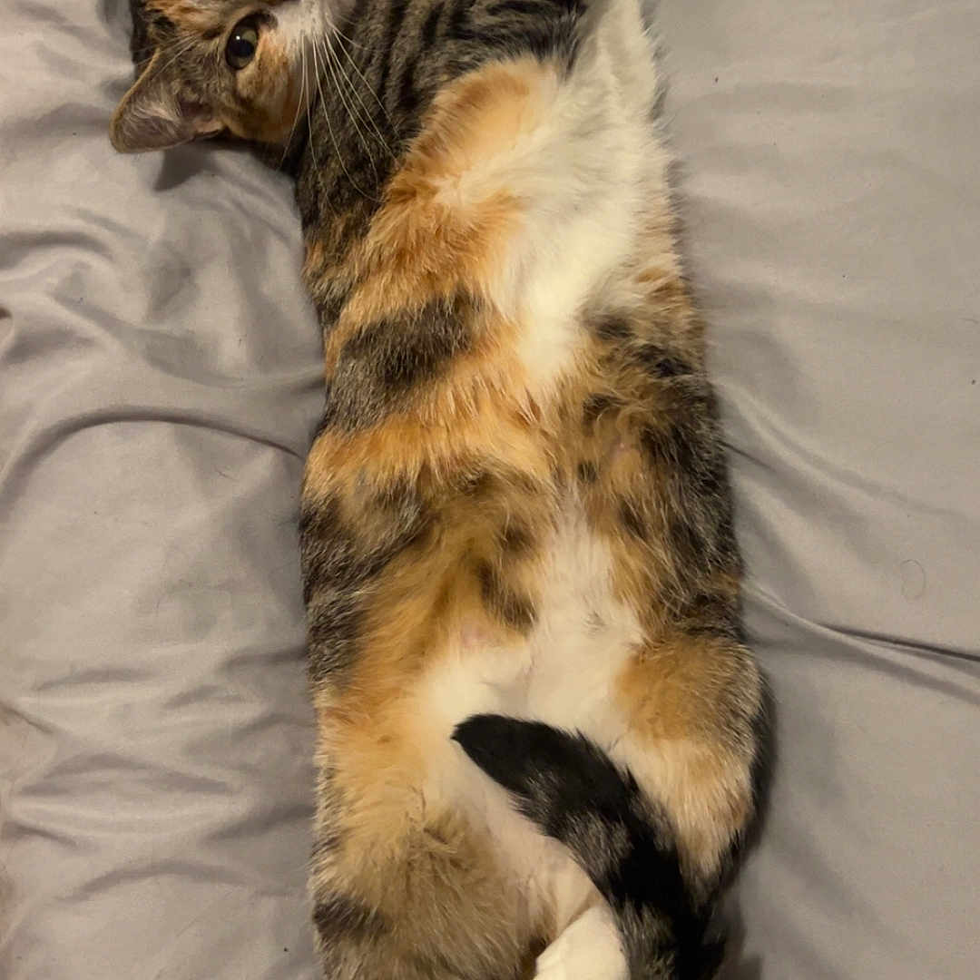 Pops a rejoint le concours — aidez-le/la à gagner de superbes lots ! animal, bed, cat, cute, domestic, fur, indoor, looking_at_camera, lying_down, pet, playful, relaxed, resting, sleepy, soft, striped, tabby, tail, whiskers, white_paws