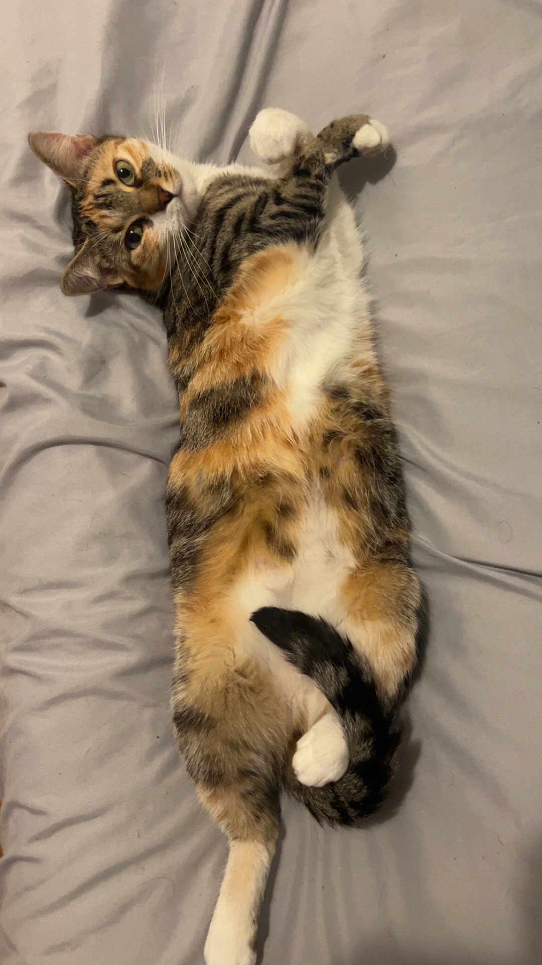 Pops a rejoint le concours — aidez-le/la à gagner de superbes lots ! cat, pet, animal, lying_down, bed, fur, tabby, white_paws, striped, relaxed, indoor, cute, whiskers, tail, playful, looking_at_camera, soft, domestic, resting, sleepy