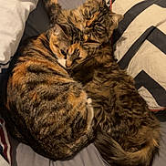 Pops a rejoint le concours — aidez-le/la à gagner de superbes lots ! cat, cats, snuggling, bed, blanket, pillow, fur, tabby, striped, cozy, resting, domestic_cat, cute, animal, pet, feline, indoors, sleeping, warm, companion