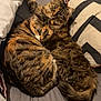 cat, cats, snuggling, bed, blanket, pillow, fur, tabby, striped, cozy, resting, domestic_cat, cute, animal, pet, feline, indoors, sleeping, warm, companion