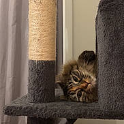 Darky participe au concours pour gagner de l'argent avec cette photo : cat, tabby, pet, indoor, feline, fur, whiskers, eyes, cat_tree, scratching_post, cozy, curious, playful, home, sitting, resting, animal, cute, domestic, furniture
