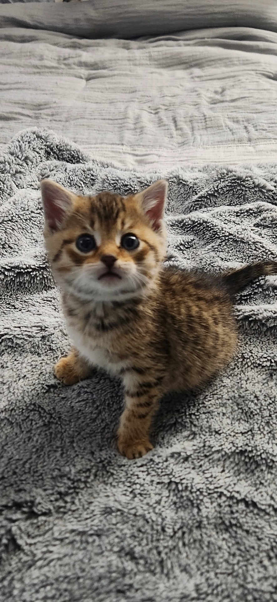 Milo is registered to the contest to win money with this photo: kitten, cat, pet, animal, feline, fur, cute, small, young, fluffy, tabby, whiskers, ears, eyes, blanket, cozy, indoor, soft, curious, adorable