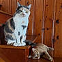cat, cats, calico_cat, orange_tabby, stairs, wooden_paneling, wood, indoor, pet, fur_pattern, sitting, lying_down, paws, whiskers, green_eyes, relaxed, portrait, feline, home, cozy