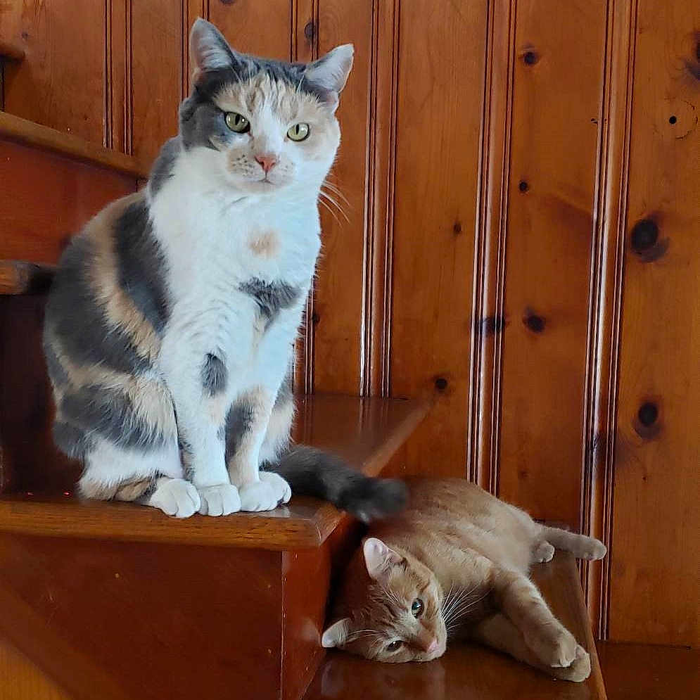 Lovie is registered to the contest to win money with this photo: calico_cat, cat, cats, cozy, feline, fur_pattern, green_eyes, home, indoor, lying_down, orange_tabby, paws, pet, portrait, relaxed, sitting, stairs, whiskers, wood, wooden_paneling