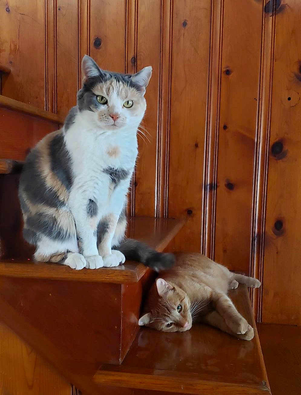 Lovie is registered to the contest to win money with this photo: cat, cats, calico_cat, orange_tabby, stairs, wooden_paneling, wood, indoor, pet, fur_pattern, sitting, lying_down, paws, whiskers, green_eyes, relaxed, portrait, feline, home, cozy