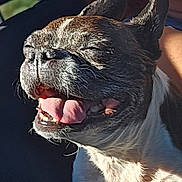 Angel joined the competition — help win amazing prizes! dog, close_up, tongue_out, happy, pet, animal, sunlight, portrait, canine, smiling, fur, ears, mouth, teeth, face, outdoor, relaxed, joyful, companion, cute