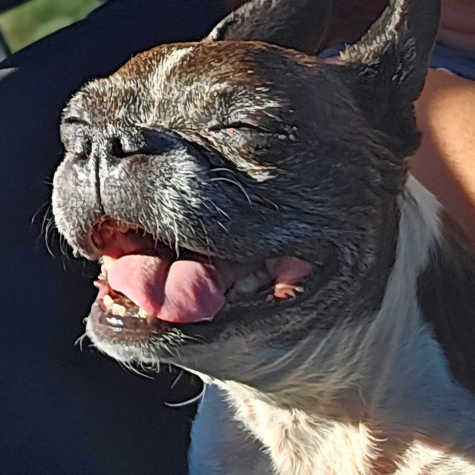 Angel joined the competition — help win amazing prizes! animal, canine, close_up, companion, cute, dog, ears, face, fur, happy, joyful, mouth, outdoor, pet, portrait, relaxed, smiling, sunlight, teeth, tongue_out