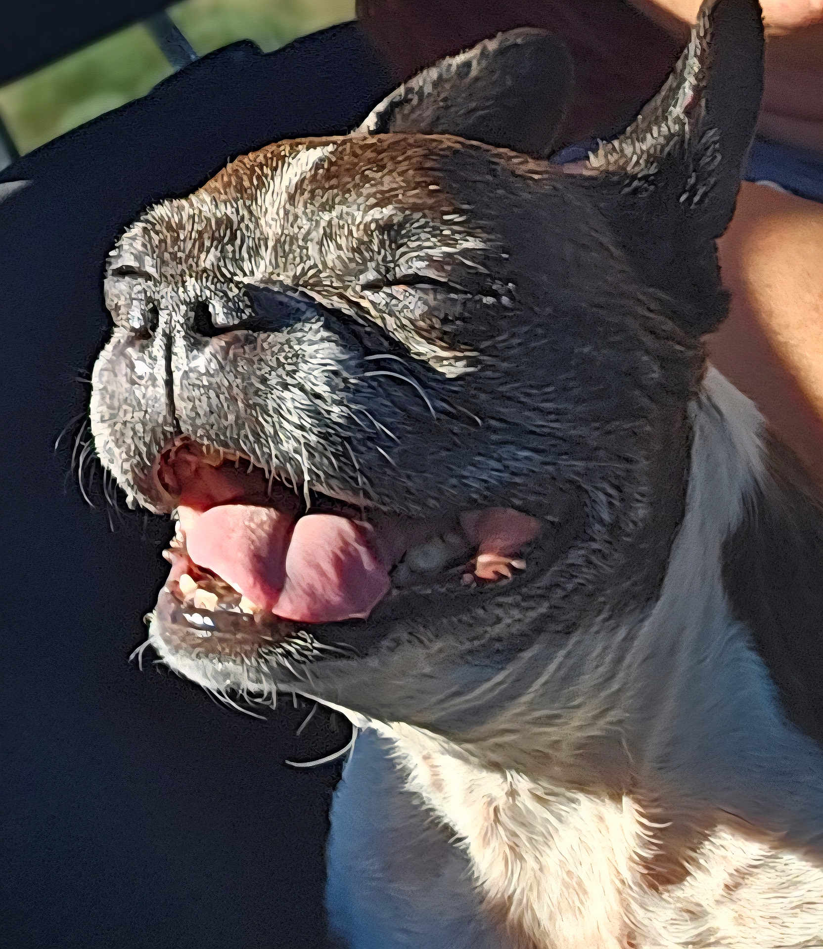 Angel joined the competition — help win amazing prizes! dog, close_up, tongue_out, happy, pet, animal, sunlight, portrait, canine, smiling, fur, ears, mouth, teeth, face, outdoor, relaxed, joyful, companion, cute