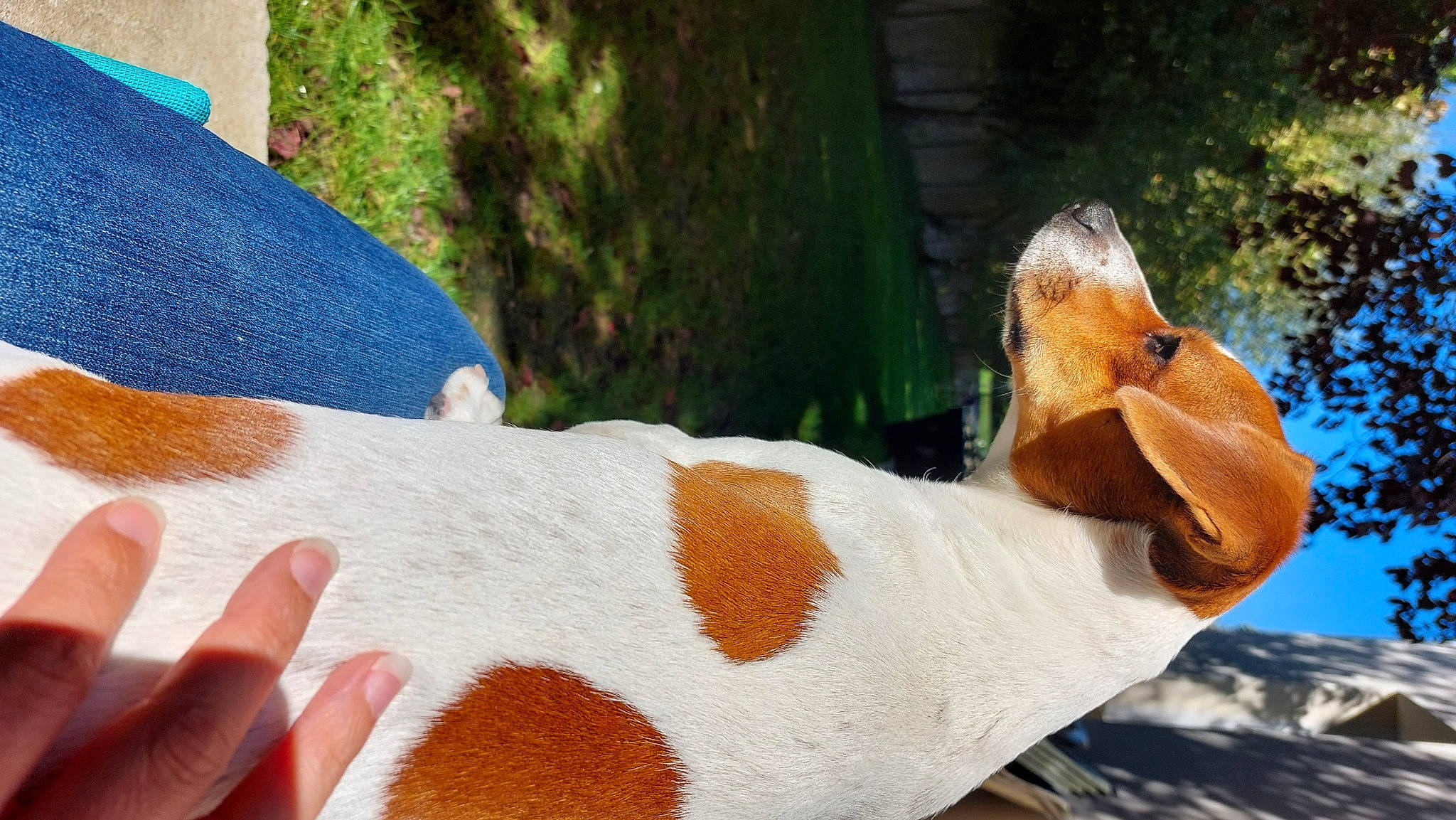 Thalès participe au concours pour gagner de l'argent avec cette photo : art, beak, comfort, companion_dog, dog_breed, elbow, fawn, fur, grass, human_body, human_leg, linens, livestock, pattern, snout, tail, terrestrial_animal, thigh, toy, wood