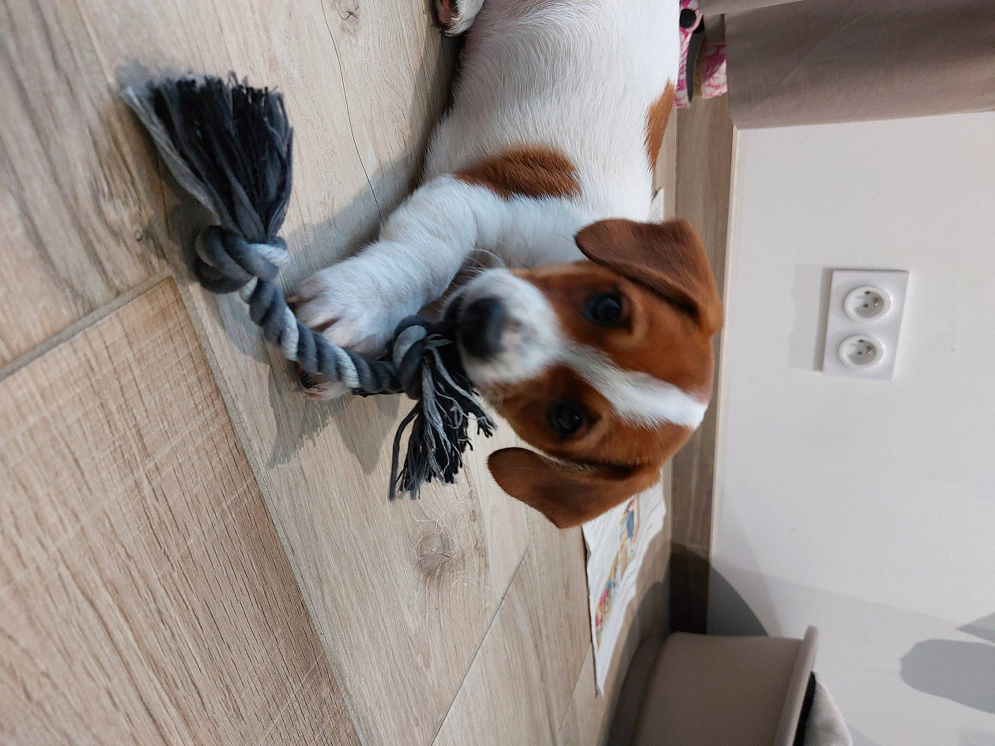 Thalès participe au concours pour gagner de l'argent avec cette photo : canidae, carnivore, comfort, companion_dog, dog, dog_breed, dog_supply, door, fawn, fur, linens, smile, snout, sporting_group, tail, toy_dog, whiskers, window, wood, working_animal