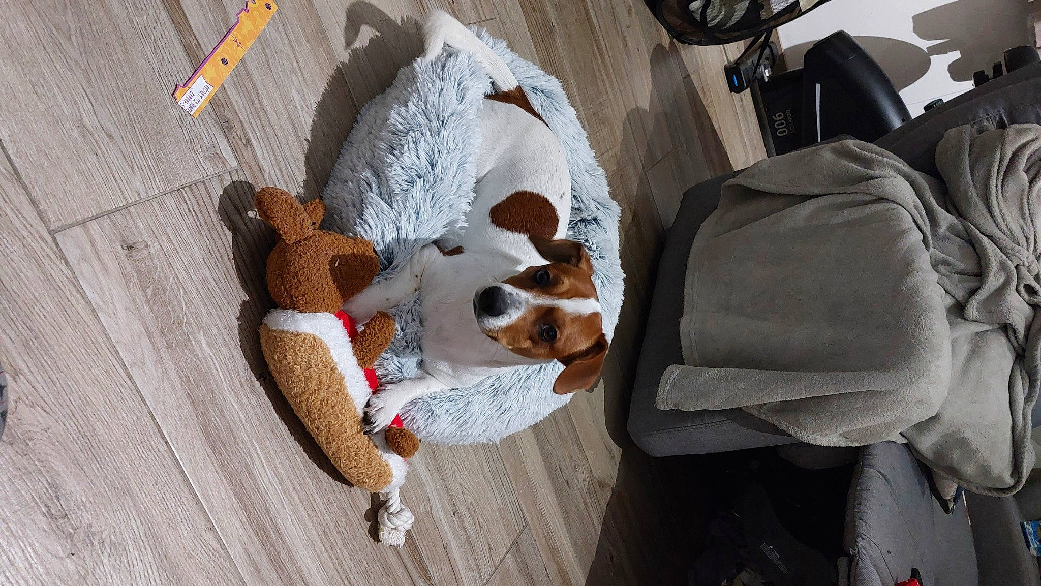 Thalès a rejoint le concours — aidez-le/la à gagner de superbes lots ! automotive_tire, canidae, carnivore, comfort, companion_dog, dog, dog_breed, fawn, flooring, fur, linens, plush, room, sporting_group, stuffed_toy, tire, toy, wheel, wood