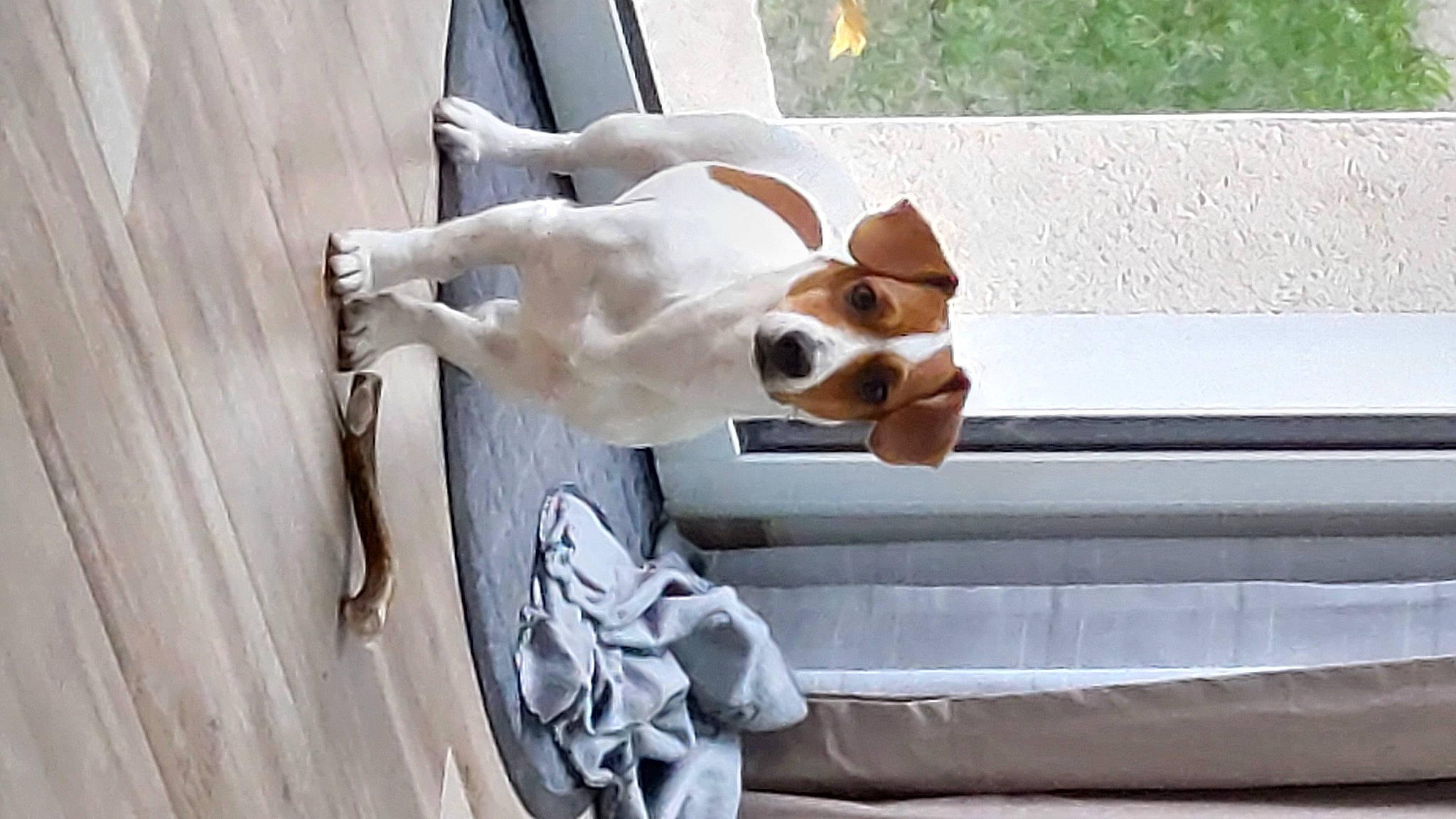 Thalès a rejoint le concours — aidez-le/la à gagner de superbes lots ! canidae, carnivore, collar, comfort, companion_dog, couch, dog, dog_breed, dog_collar, dog_supply, eyewear, fawn, pet_supply, snout, sporting_group, sunglasses, tail, vehicle_door, wood, working_animal