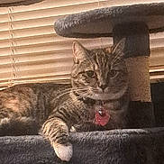 Frost joined the competition — help win amazing prizes! cat, tabby, feline, pet, animal, fur, whiskers, ears, eyes, paws, collar, tag, red_tag, cat_tree, scratching_post, indoors, window, blinds, lounging, portrait