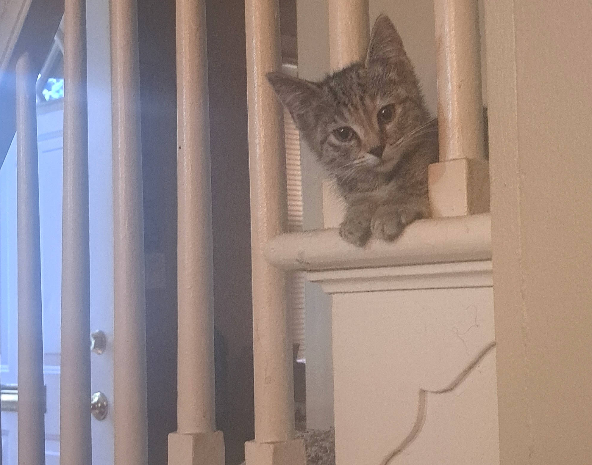 Blaze joined the competition — help win amazing prizes! carnivore, cat, domestic_short_haired_cat, door, door_handle, felidae, fur, grey, hardwood, home_door, small_to_medium_sized_cats, snout, tail, tree, whiskers, window, wood