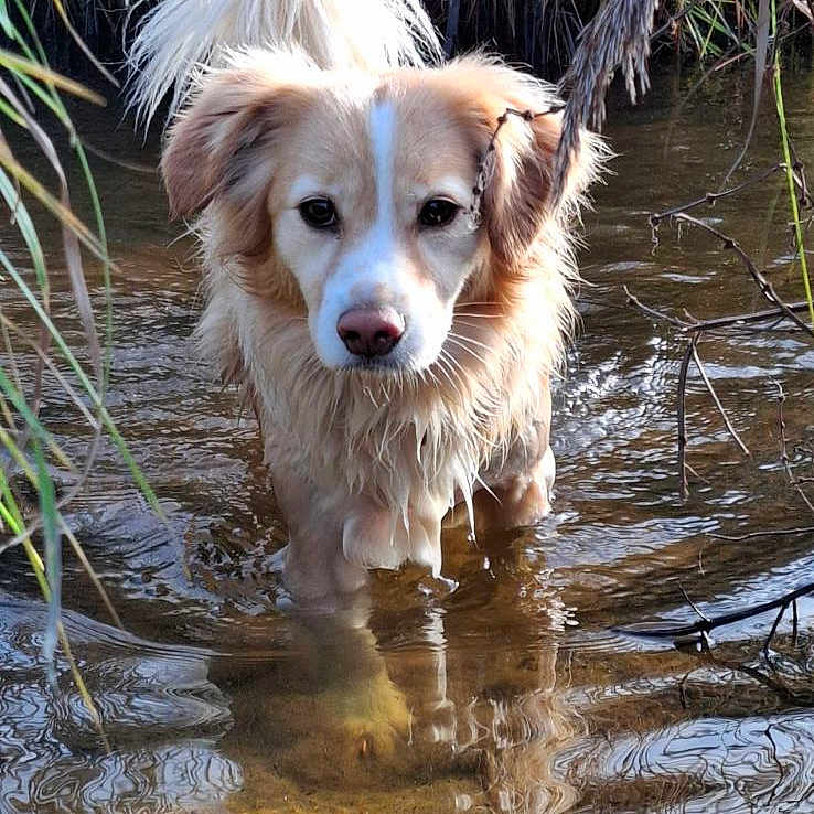 Lucky a rejoint le concours — aidez-le/la à gagner de superbes lots ! animal, canine, dog, face, goldenretriever, head, land, nature, outdoors, person, pet, photography, plant, pond, puppy, rock, soil, swamp, vegetation, water