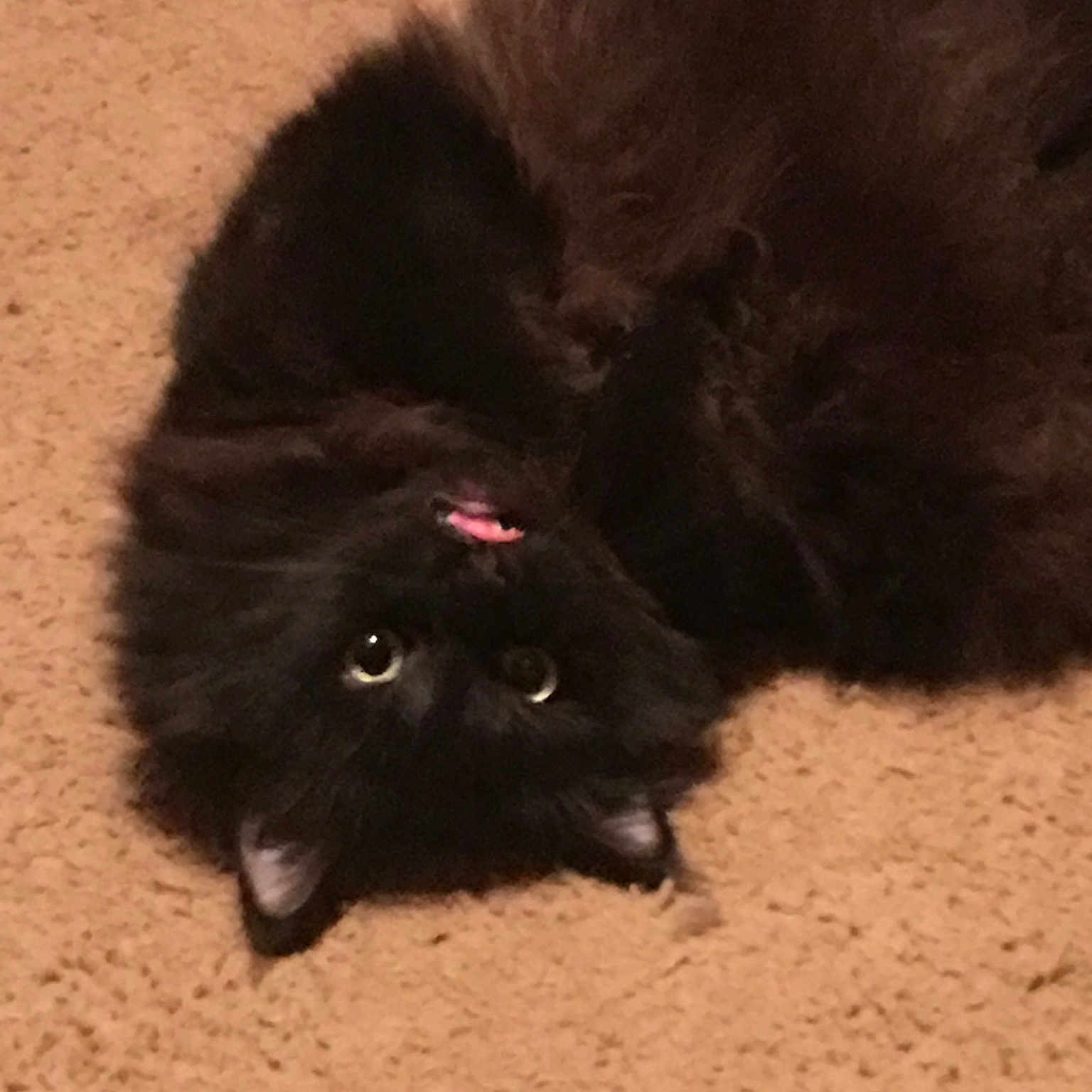 Elvis