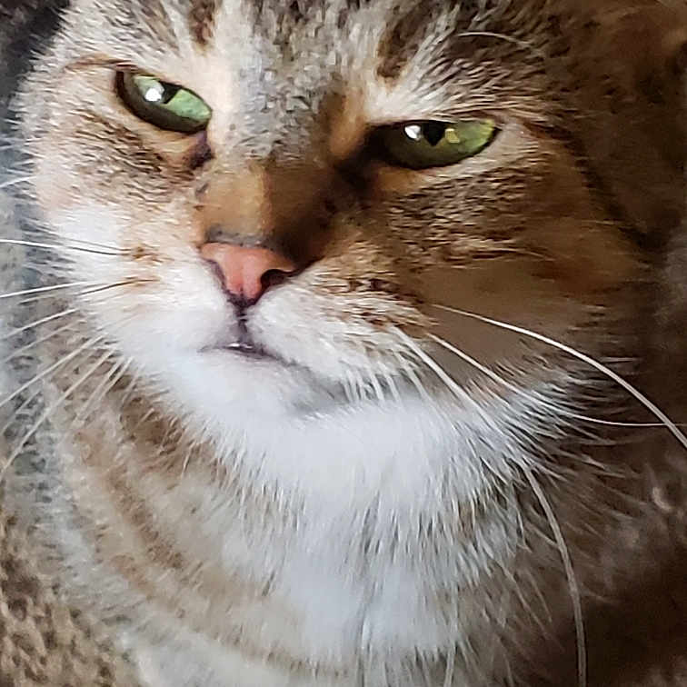 Bella joined the competition — help win amazing prizes! aegean_cat, american_wirehair, asian, carnivore, cat, close_up, domestic_short_haired_cat, dragon_li, european_shorthair, eye, felidae, mammal, nose, pixie_bob, siberian, small_to_medium_sized_cats, snout, tabby_cat, vertebrate, whiskers