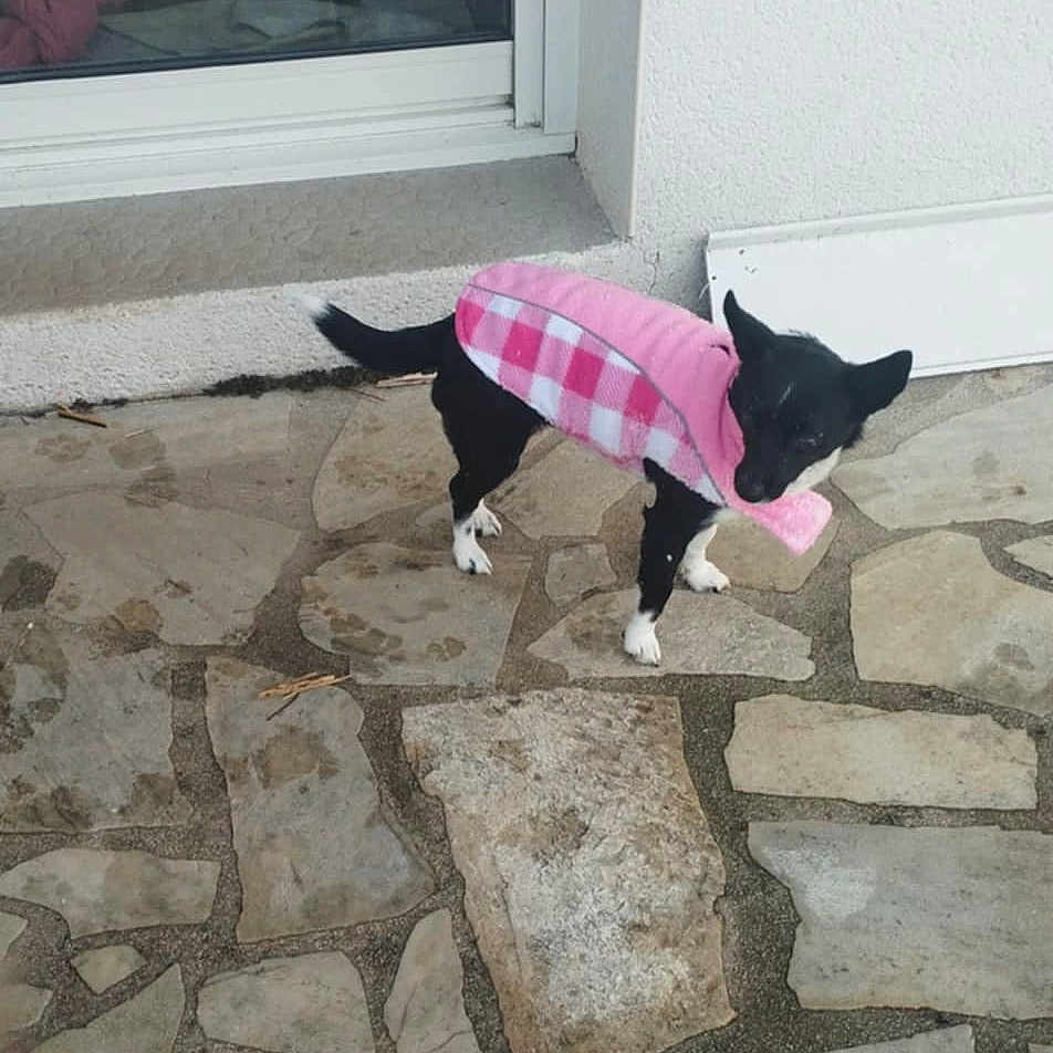Chipie a rejoint le concours — aidez-le/la à gagner de superbes lots ! animal, black_and_white, canine, coat, companion, cute, dog, domestic, fur, glass_door, outdoor, pavement, pet, pink, reflection, small_dog, standing, stone_patio, wall, weather