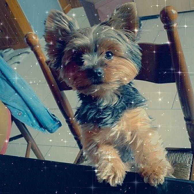 Emma a rejoint le concours — aidez-le/la à gagner de superbes lots ! biewer_terrier, canidae, carnivore, collar, companion_dog, dog, dog_breed, dog_collar, dog_supply, electric_blue, fawn, fur, pet_supply, small_terrier, snout, sporting_group, terrier, toy_dog, working_animal, yorkipoo