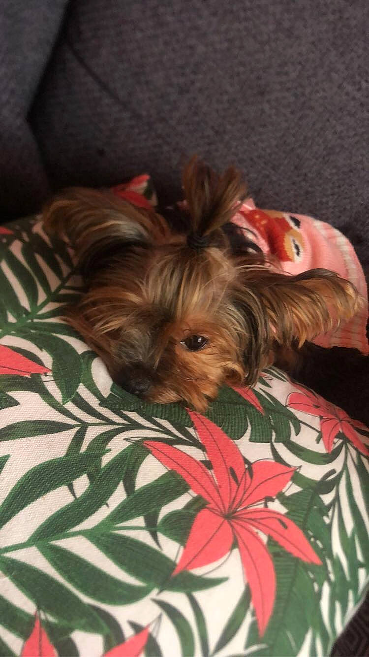 Emma participe au concours pour gagner de l'argent avec cette photo : canidae, carnivore, comfort, companion_dog, dog, dog_breed, dog_clothes, dog_supply, fawn, fur, linens, liver, non_sporting_group, puppy, small_terrier, sporting_group, terrestrial_plant, terrier, toy_dog, working_animal